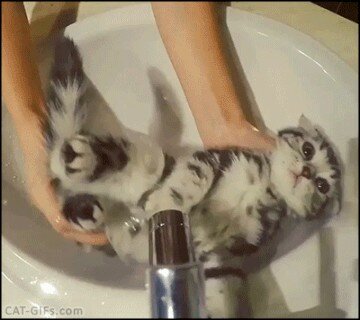 고양이 목욕시키기