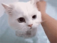 고양이 목욕시키기