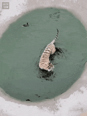 28295_0_i013265763586.gif