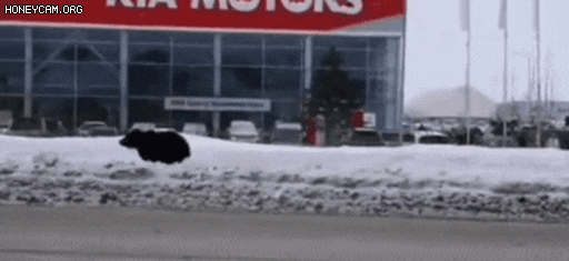 28869_0_i013856494840.gif