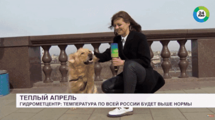 러시아 생방송 뉴스 중 발생한 사건