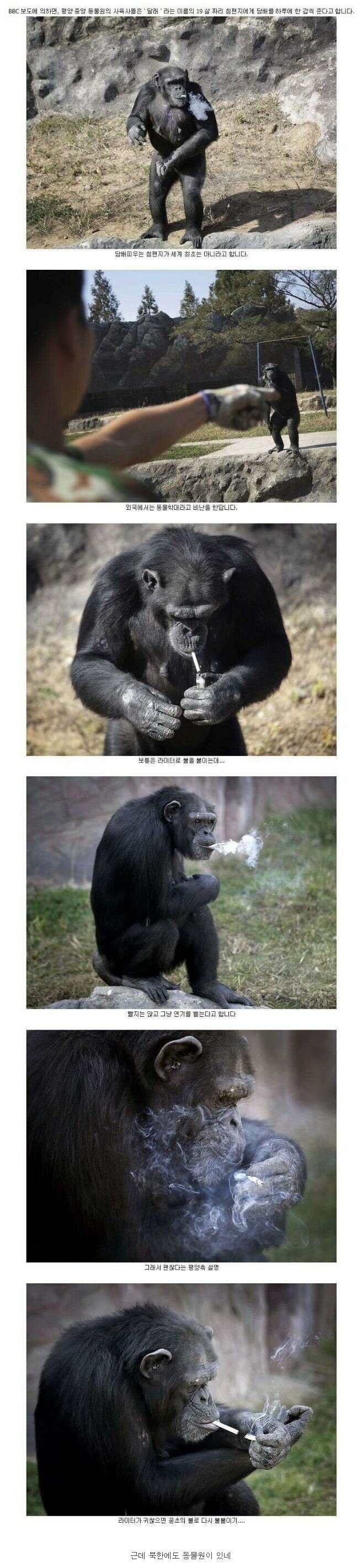 북한 동물원의 담배 피우는 침팬지
