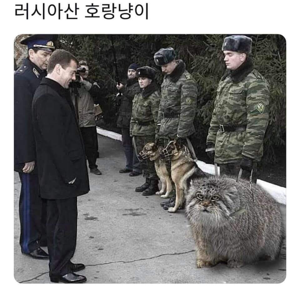 러시아산 고양이