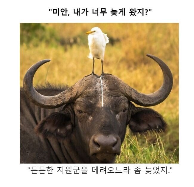 만화 대사 클리쉐 모음.