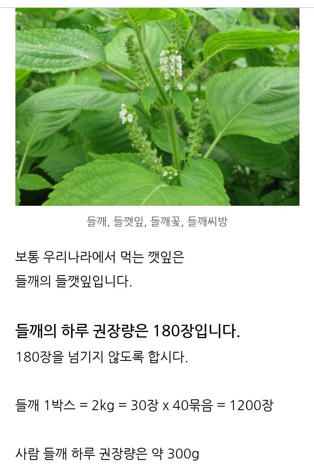 깻잎 하루 권장량