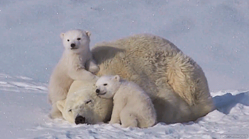 아침부터 힐링되는 귀여운 곰돌이 가족