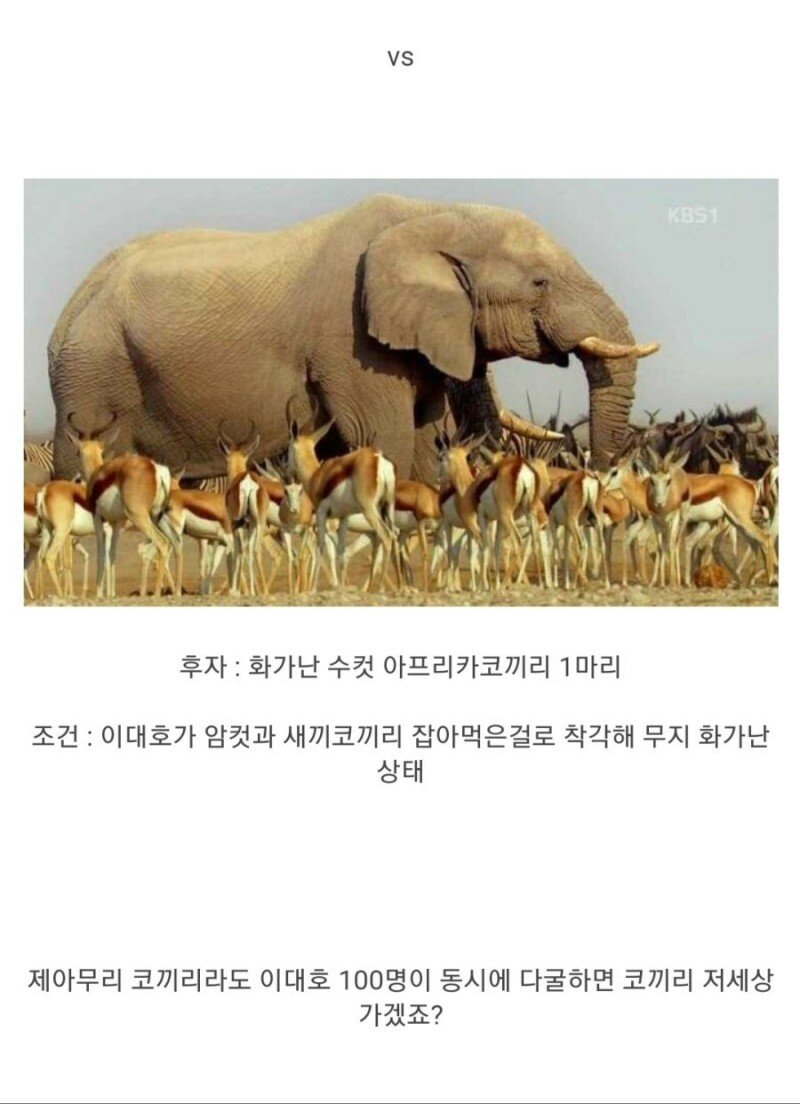 개빡친 이대호 100명 vs 코끼리