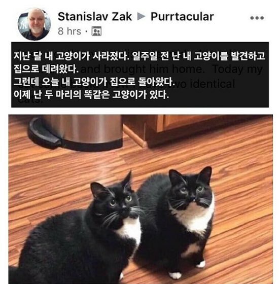 고양이 복사 버그터짐