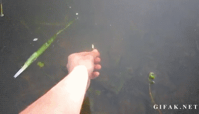 32603_0_i016379106727.gif