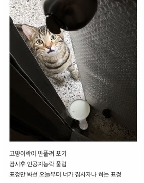 ㅈ냥이쉨 이걸 또 이렇게 ㅋㅋㅋ