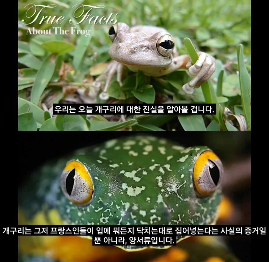 서양에서 프랑스 이미지