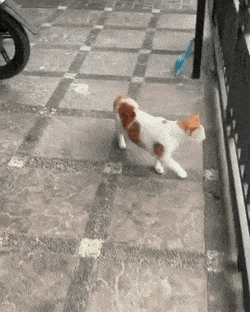 33781_1_i015513883402.gif