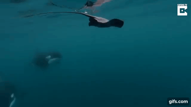 움짤)돌고래가 노는법