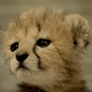 34341_11_12.gif