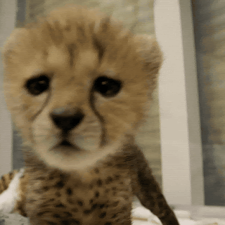 34341_12_13.gif