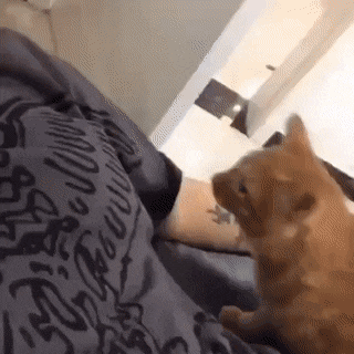 35379_0_i015597679278.gif