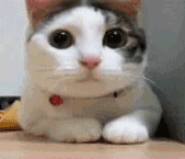 36450_0_i015006282256.gif