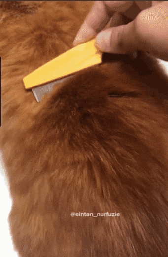 36516_0_i015510427672.gif