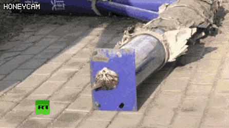 36730_0_i014908724599.gif