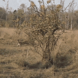 37317_0_i013537816363.gif