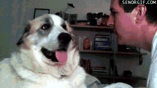 37367_1_i15951853793.gif