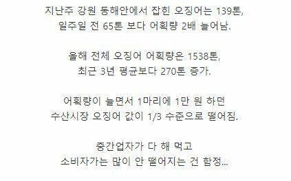 올해 대풍이든 오징어