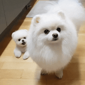 37709_0_i016397995651.gif