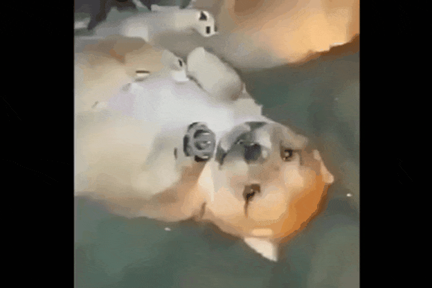 38241_0_i015277318904.gif