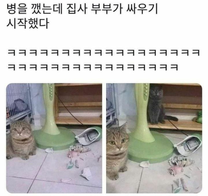 병은 고양이가 깼는데 집사가 싸우고 있음