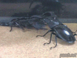 38632_1_i015659206872.gif
