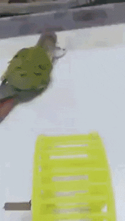 39109_0_i016464365462.gif