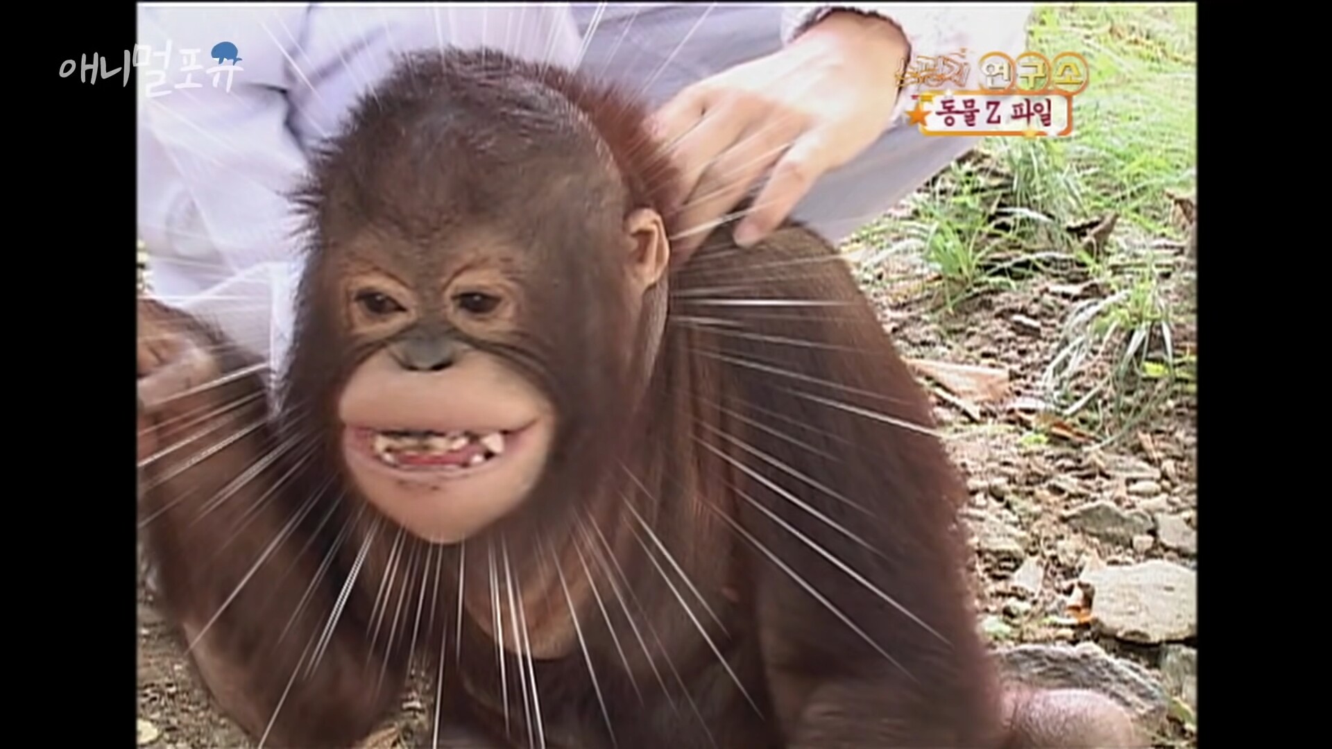 원숭이도 간지럼을 탈까?