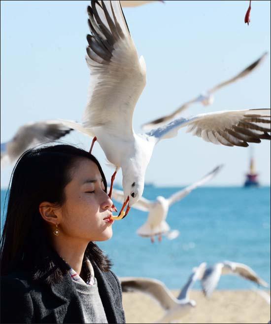 갈매기와의 로멘틱 키스