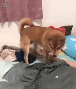 40012_0_i015940437769.gif