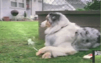 40594_1_i016102283060.gif