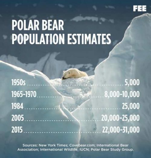 대부분 국민들이 믿는 북극곰 멸종 신앙