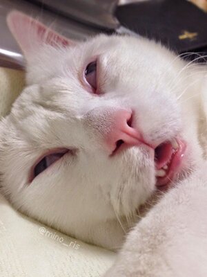 웃긴 포즈로 잠자는 고양이 대회.