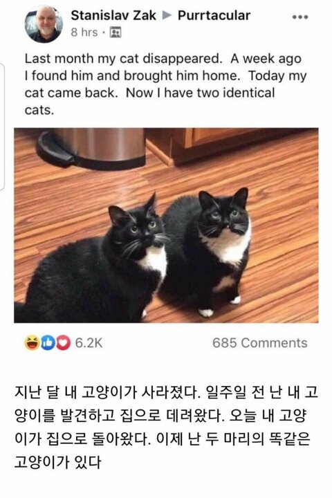 고양이 가출 레전드