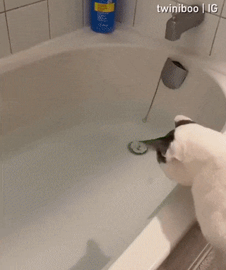 고양이 목욕 시키키.gif