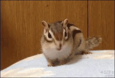 다람쥐가 귀여운이유