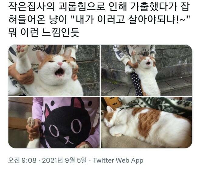 둘째 집사에게 잡힌 가출냥