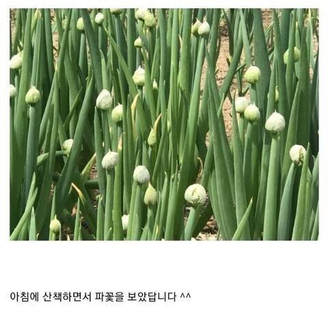  캣맘과 달리 동정받는 것