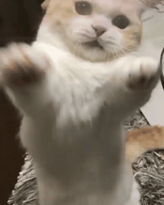 45923_1_i014575747825.gif
