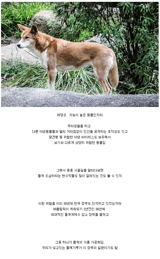 캣맘은 많은데 도그맘은 없는 이유