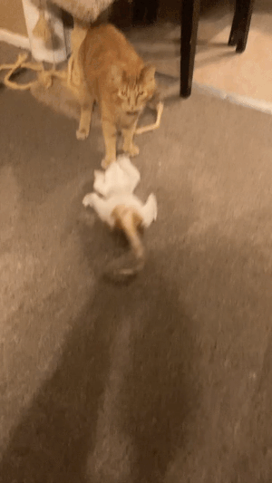 46986_0_i015781603523.gif