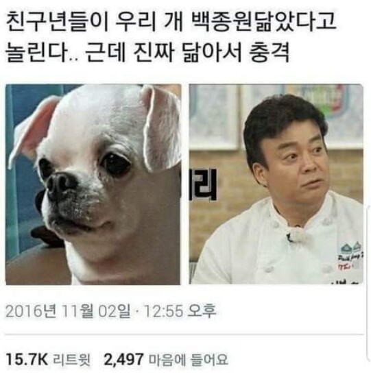 연예인닮은 강아지