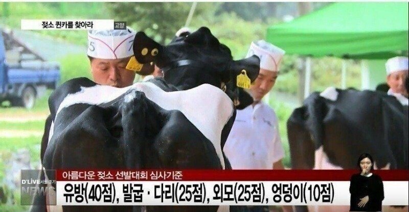 (주의) 젖소 퀸카 선발대회