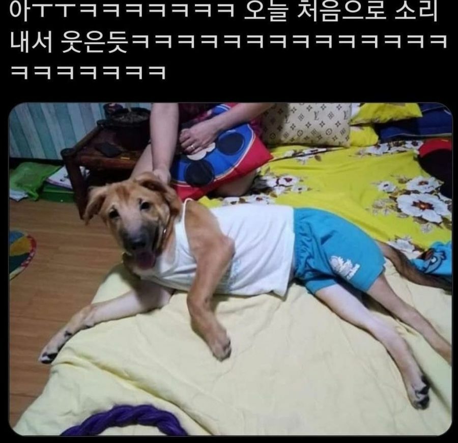 아빠가 개한테 내옷 입혔어 ㅠㅠ