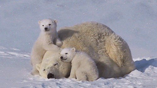 힐링되는 북극곰가족