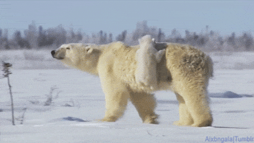 힐링되는 북극곰가족
